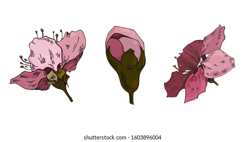 Set of floral vector drawings. Apple blossom on a white background. Vector floral illustration. Floral element on white background. Can be used for printing, websites, textiles, wrapping paper.
