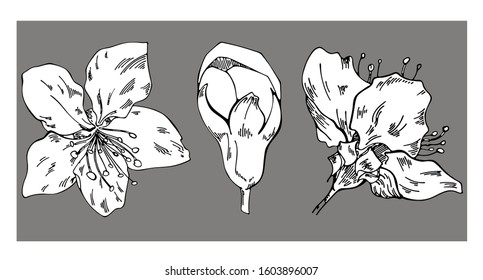 Set of floral vector drawings. Apple blossom on a gray background. Vector floral illustration. Floral element on a gray background. Can be used for printing, websites, textiles, wrapping paper.