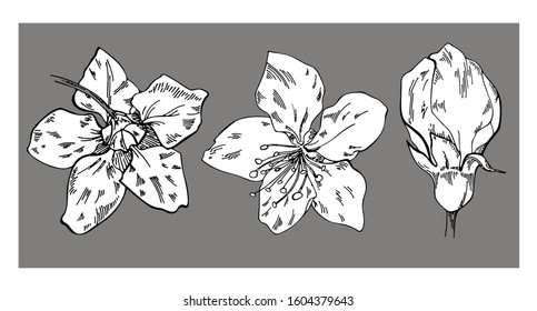 Set of floral vector drawings. Apple blossom on a gray background. Vector floral illustration. Floral element on a gray background. Can be used for printing, websites, textiles, wrapping paper.