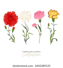 Set floral vectors elements for bouquet design. Red and pink carnations, tender white Gypsophila, leaves of Eucalyptus Baby Blue Spiral. Bunch with carnations is a symbol of Mother's day Holiday
