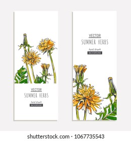 Set of floral vertical backgrounds with dandelions on white. Hand drawn botanical illustration with summer flowers, buds and leaves in sketch style.