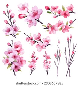 Set of floral watecolor. Sakura blossom flower and leaves. Floral poster, invitation floral. Vector arrangements for greeting card or invitation design