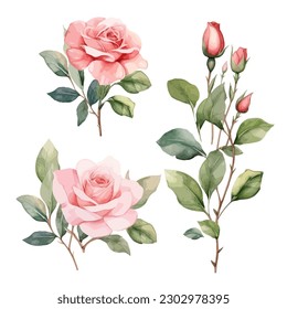 Set of floral watercolor. Flower pink rose, green leaves. Floral poster, invitation floral. Vector arrangements for greeting card or invitation design