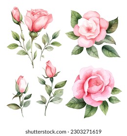 Set of floral watercolor. Flower pink rose, green leaves. Floral poster, invitation floral. Vector arrangements for greeting card or invitation design