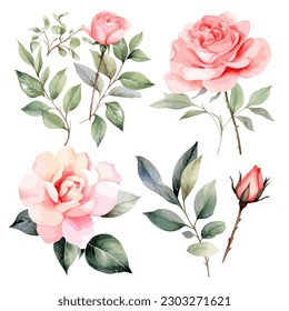 Set of floral watercolor. Flower pink rose, green leaves. Floral poster, invitation floral. Vector arrangements for greeting card or invitation design