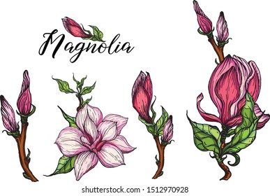 set of flower arrangements with Magnolia flowers