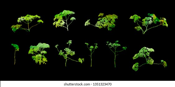Set of flower branches. Vector