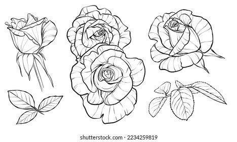 Set. Flower buds and leaves. Roses. Illustration sketch in black and white style.