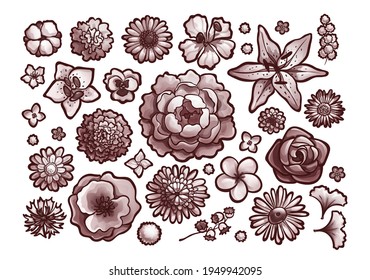 Set of flower buds, top view. Monochrome in brown colors with outline, vector illustration isolated on white, objects for design