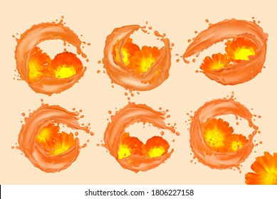 Ponga la caléndula floral con salpicaduras de agua. Caléndula floreciente de seis grupos para productos de belleza, tés, perfumes, aceites esenciales y medicinas. Ponga caléndula. Fragrante y hermosa caléndula. Vector.