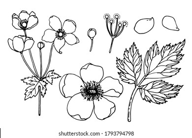 A set of flower details of Japanese anemones (Anemone hupehensis). Pink garden plant in the family Ranunculaceae, aka Chinese anemone, thimbleweed or windflower. Hand drawn vector 