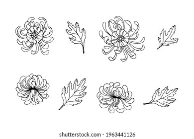 Blumenbestandteile, Chrysanthemumblätter, schwarze Kontur mit weißer Füllung, einzelne Objekte auf weißem Hintergrund.  Vektorgrafik-Vorlage für unterschiedliches Design.