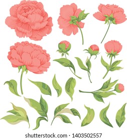 Set of flower elements peony leaves and buds isolated on white background. Botanical illustration. Collection of peonies for wedding invitation card templates banners brochure cover design. Vector ill