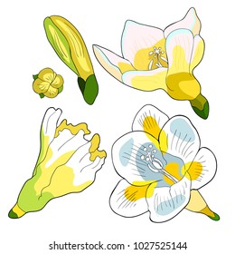 set flower freesia kind of iris.  vector illustration