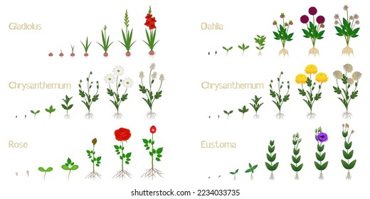 Set of flower growth cycles isolated on white background.