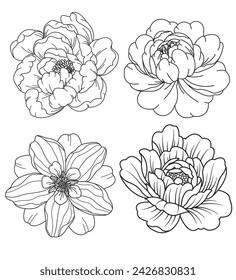 Set of flower. Hand drawn decorative elements. 