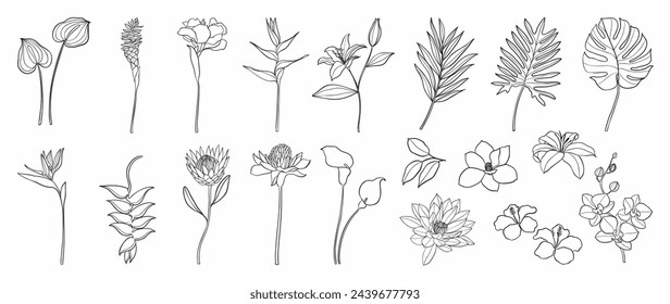 Set of flower hand drawn element vector. Collection of foliage, branch, summer floral, leaf, orchid, petal, monstera, lily, palm. Tropical plant illustration design for logo, wedding, invitation.