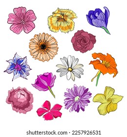 Set of flower heads vector illustration 