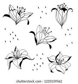 set of flower illustrations. outline drawing. lily flower design.