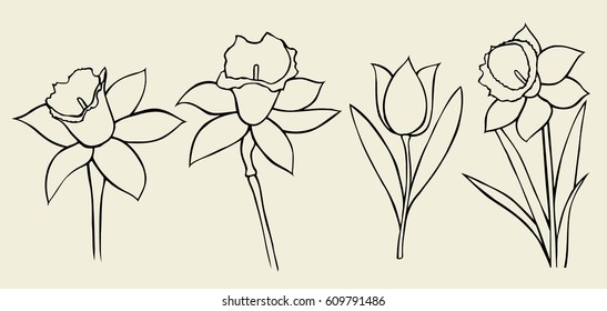 Set of flower isolated on white background, botanical hand drawn doodle sketch marigold, vector illustration for design package tea, cosmetic, natural medicine, greeting card, wedding invitation