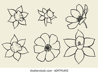Set of flower isolated on white background, botanical hand drawn doodle sketch marigold, vector illustration for design package tea, cosmetic, natural medicine, greeting card, wedding invitation