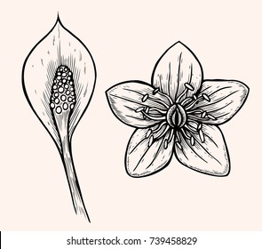 Set of flower isolated on white background, botanical hand drawn doodle sketch marigold, vector illustration