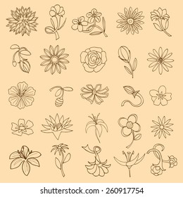 Set of Flower isolated. Vector illustration