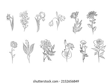 Set of flower line art vector illustrations. Daisy, marigold, rose, snowdrop, iris, aster, cherry blossom, chrysanthemum, narcissus, lilies of the valley hand drawn black ink illustrations.