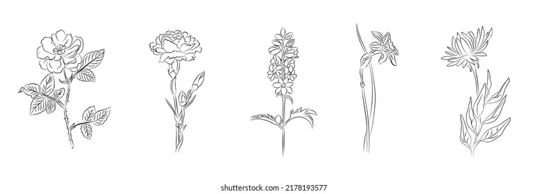 Set of flower line art vector illustrations. Rosehip, carnation, aster, daffodil, larkspur hand drawn black ink illustrations. Modern hand drawn minimalist black ink sketch isolated white background