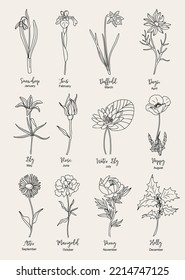 Set of flower line art vector illustrations. Snowdrop, daffodil, iris, lilies, peony, aster, holly, rose, daisy, poppy hand drawn black ink illustrations. Birth month flowers for jewelry, tattoo, logo