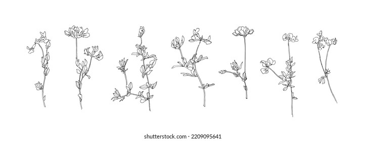 Set of flower outlines. Hand drawn floral collection. Black plants sketch vector on white background. Herb wildflower decorative print elements.