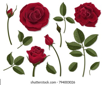 A set of flower parts. Inflorescence, bud and leaf of a red rose. Vector, detailed, realistic illustration, isolated. Elements for floral design of greeting card and bouquet.