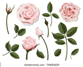 A set of flower parts. Inflorescence, bud and leaf of a pink rose. Vector, detailed, realistic illustration, isolated. Elements for floral design of greeting card and bouquet.