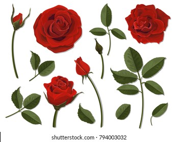 A set of flower parts. Inflorescence, bud and leaf of a scarlet rose. Vector, detailed, realistic illustration, isolated. Elements for floral design of greeting card and bouquet.