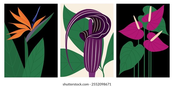 A set of flower posters. Botanical wall paintings. Strelitzia, Arisaema, anthurium. Vector flat illustration for interior, paintings, postcards, covers, wallpapers, flower exhibitions.