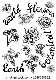 set of flower sketches of black color. inscriptions world, earth, flowers, botanical. Drawing vector graphics with floral pattern for design.Hand drawn floral elements. Vintage botanical illustrations