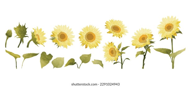 Set of flower vector element. Collection of yellow sunflower, bloom, leaves with brush texture. Watercolor rose floral illustration design for logo, wedding, invitation, decor, print.