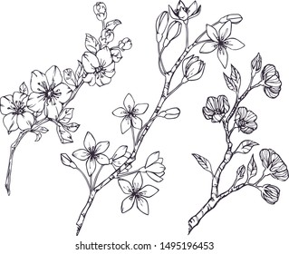 Set of flower vector illustration in outline on white background. Hand drawn botanical doodle of apple, sakura, cherry and plum flower blossom.