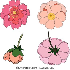 Conjunto de vectores de flores para pintar sobre el fondo.Peonía para imprimir sobre la cortina.Ilustración floral asiática tradicional para el estilo bordado.Flor rosa.Bonito arte lineal para el verano.
