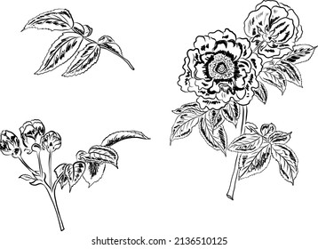 Set of flower vector for painting on background.Peony for printing on curtain.Traditional  Asian floral illustration for embroidery style.Rose flower.Beautiful line art for summer.