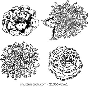 Conjunto de vectores de flores para pintar sobre el fondo.Peonía para imprimir sobre la cortina.Ilustración floral asiática tradicional para el estilo bordado.vector de crisantemo.Bonito arte lineal para el verano.