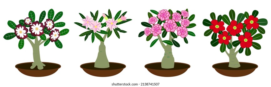 A set of flowering adeniums. Indoor flowers. Houseplants. Bonsai. Vector illustration isolated on white background