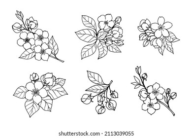 Un conjunto de ramas floridas de manzana, cereza, sakura, almendras con flores, brotes, hojas, dibujo a mano alzada con un revestimiento.  Plantilla de ilustración vectorial para un diseño diferente.