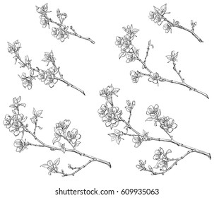 A set of flowering branches of different sizes. Line drawing. Isolated objects