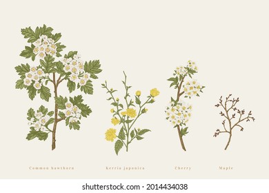 Mit blühenden Zweigen von Gartenbäumen umgeben. Frühlingsblumen. Hawthorn, Kerria, Kirsche. Vektorbotanische Illustration.