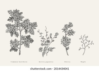 Set with flowering branches of garden trees. Spring flowers. Hawthorn, kerria, cherry. Vector botanical illustration. Black and white.