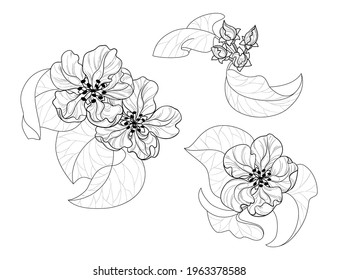 Set of flowering branches. Spring tree elements. Contour drawing of flowers and leaves of apple, sakura or almond.  Isolated white background.
