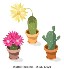 Set of flowering cacti with pink and yellow flowers in a pot on a white background. Cartoon vector illustration for print, stickers, children's activity book.