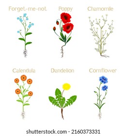 Set of flowering field plants isolated on white background.