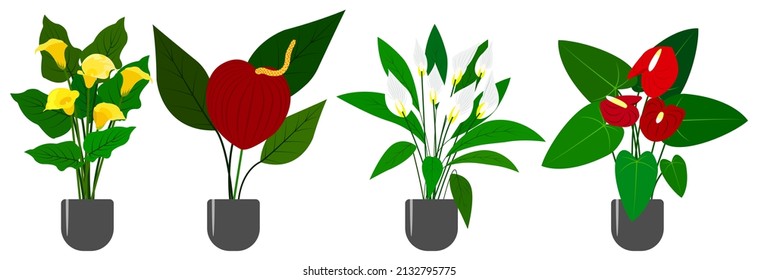 A set of flowering houseplants. Zantedeschia, Anthurium, Spathiphyllum.Trend vector illustration isolated on white background